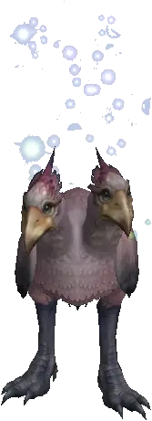 Young Kookaburra