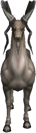 Canyon Antelope Slave