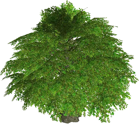 Fairy Tree of Wind